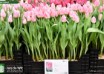 Tulipa Cacharel ® (1)